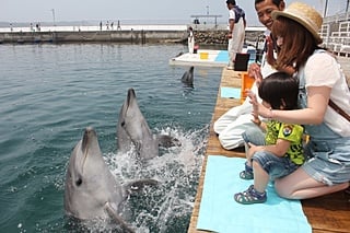 Tsukumi Dolphin Island