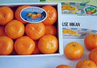 Tsukumi Mandarin Orange
