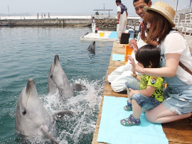 Tsukumi Dolphin Island